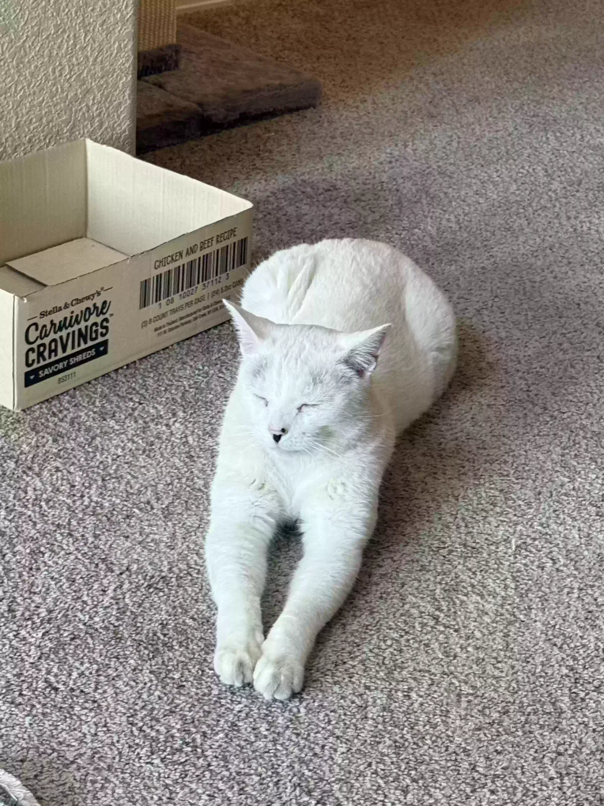 Lost cat in Pueblo, CO, 81007