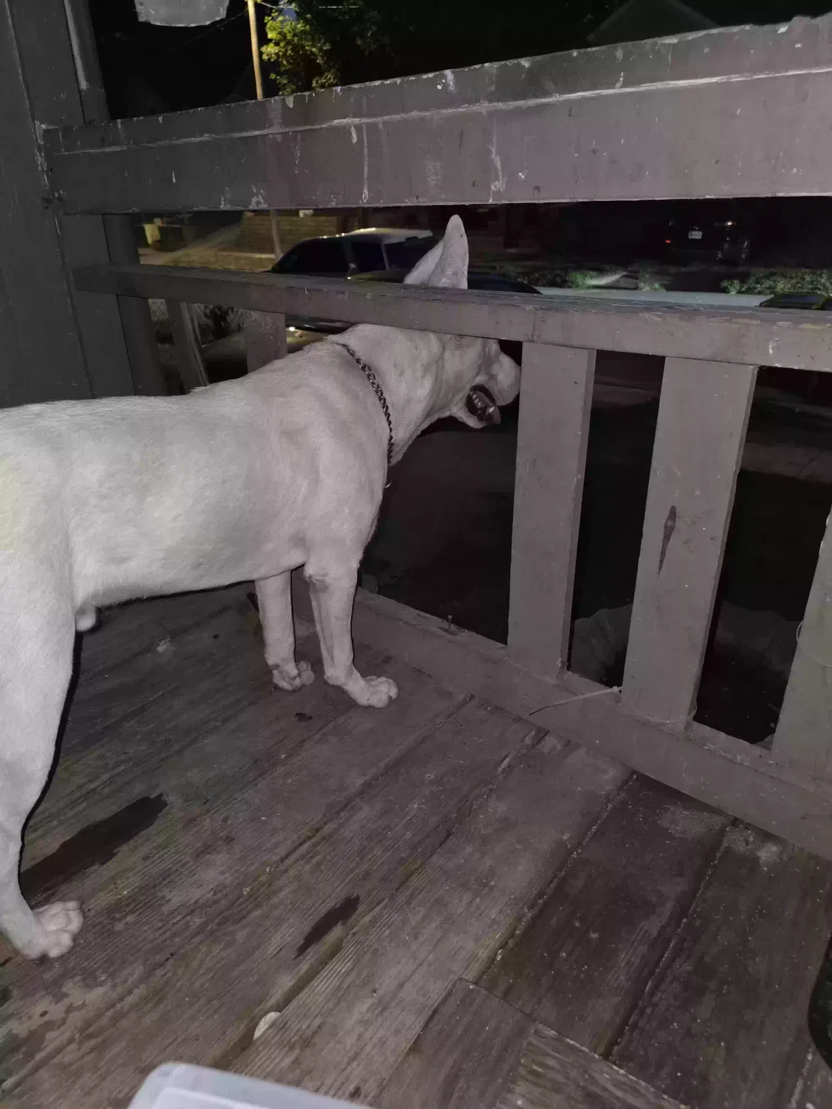 Found Dog