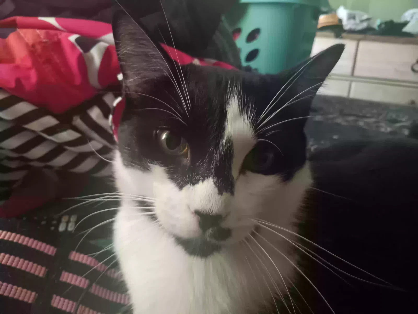 Lost cat in Winnetka, CA, 91306