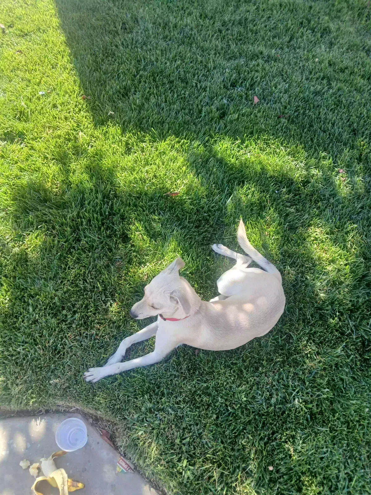 Found dog in Fresno, CA, 93722