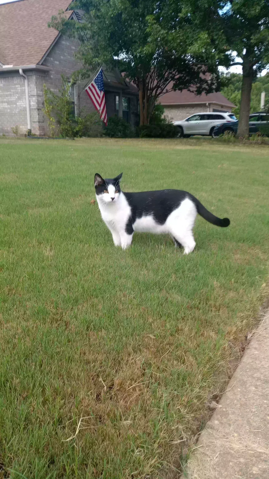 Lost cat in Olive Branch, MS, 38654