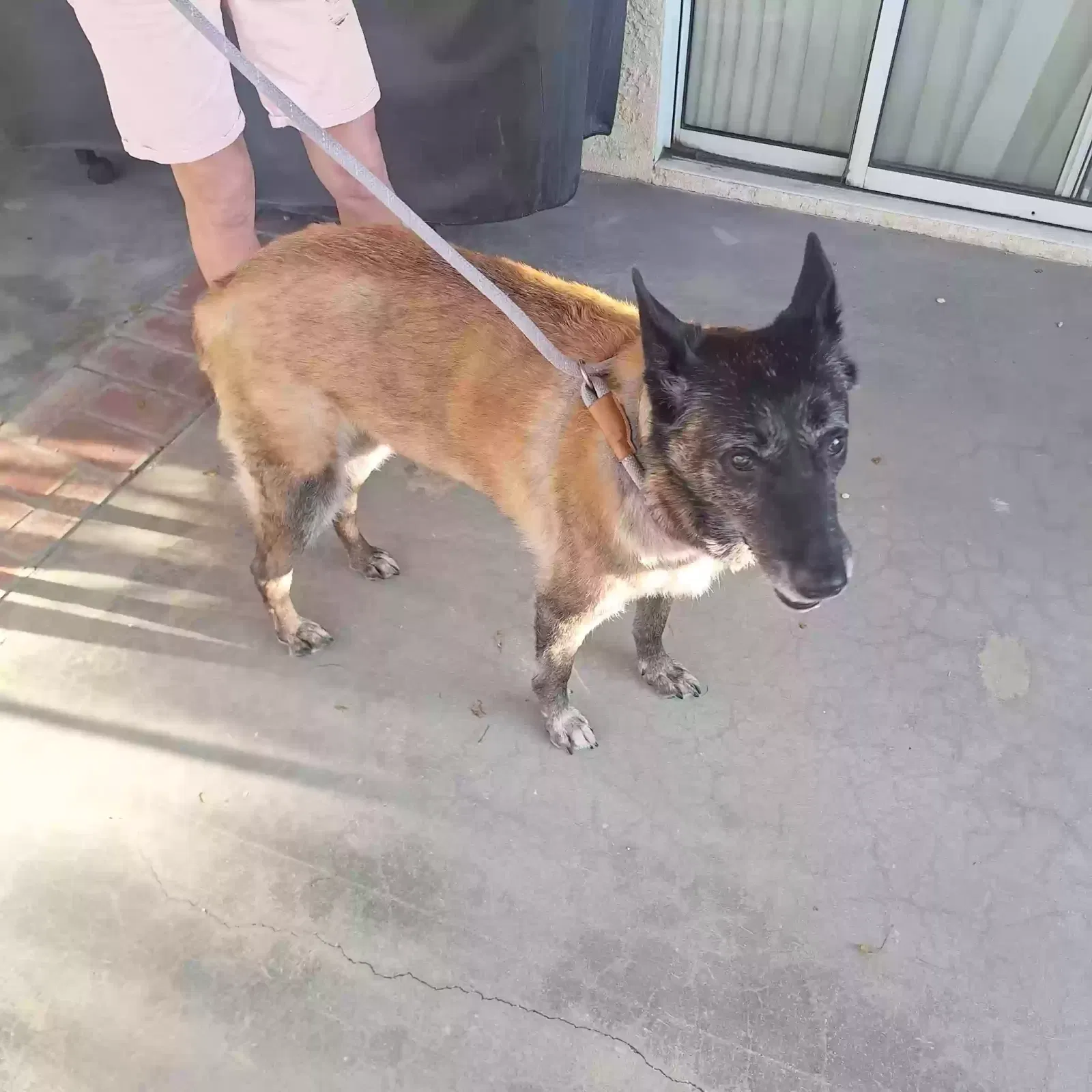 Found dog in Desert Hot Springs, CA, 92240