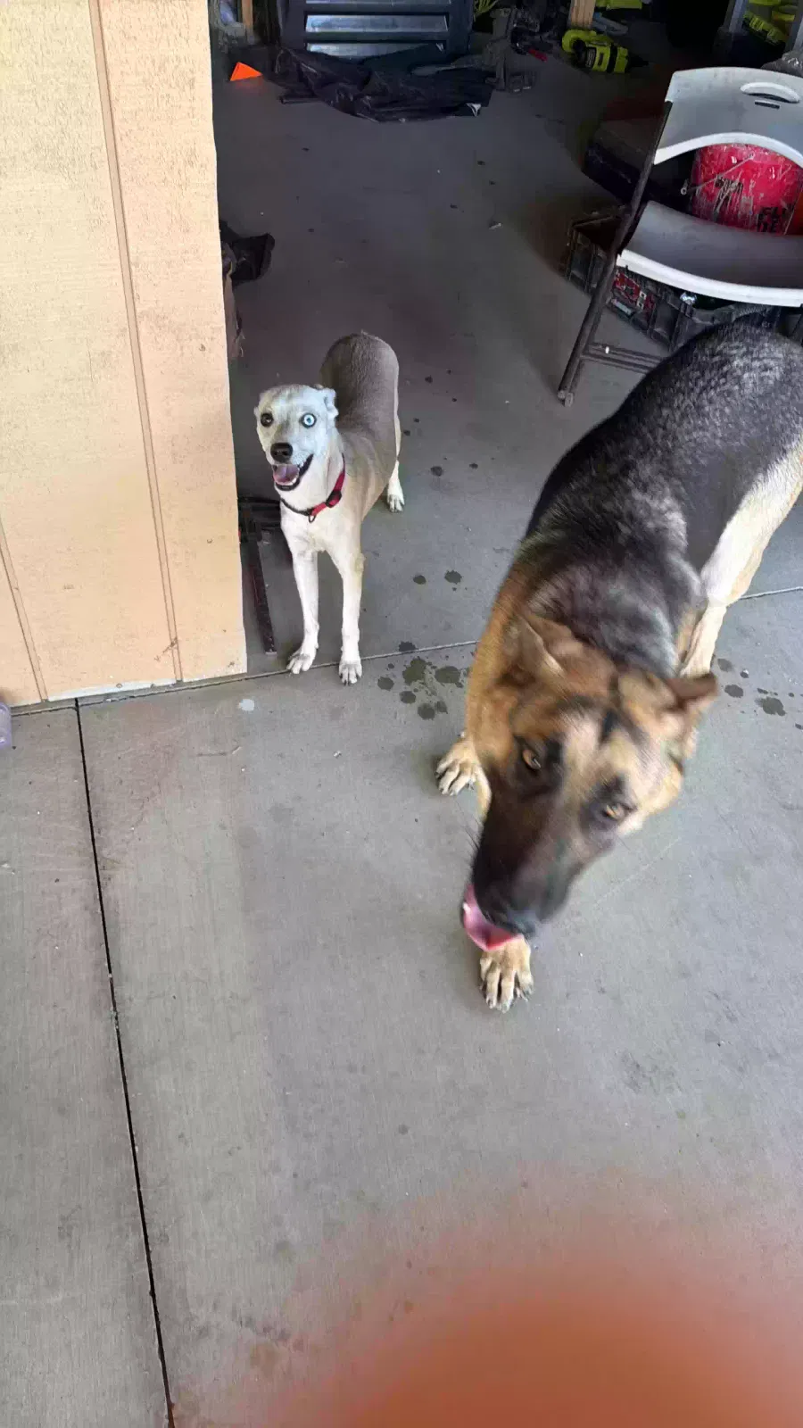 Found dog in Fresno, CA, 93722