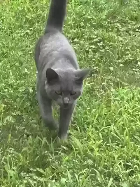 Found cat in Mohnton, PA, 19540
