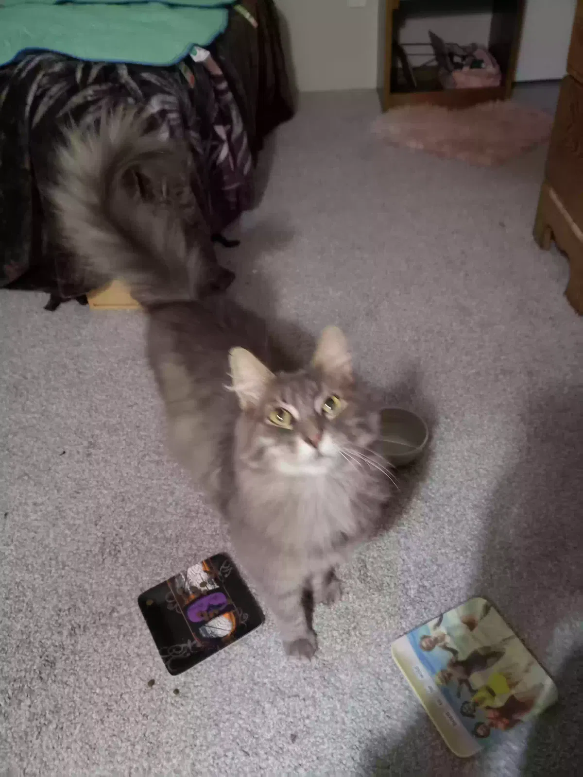 Found cat in Silverdale, WA, 98383