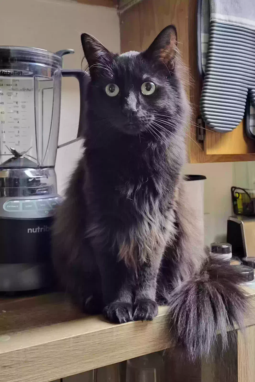 Lost cat in Anchorage, AK, 99504