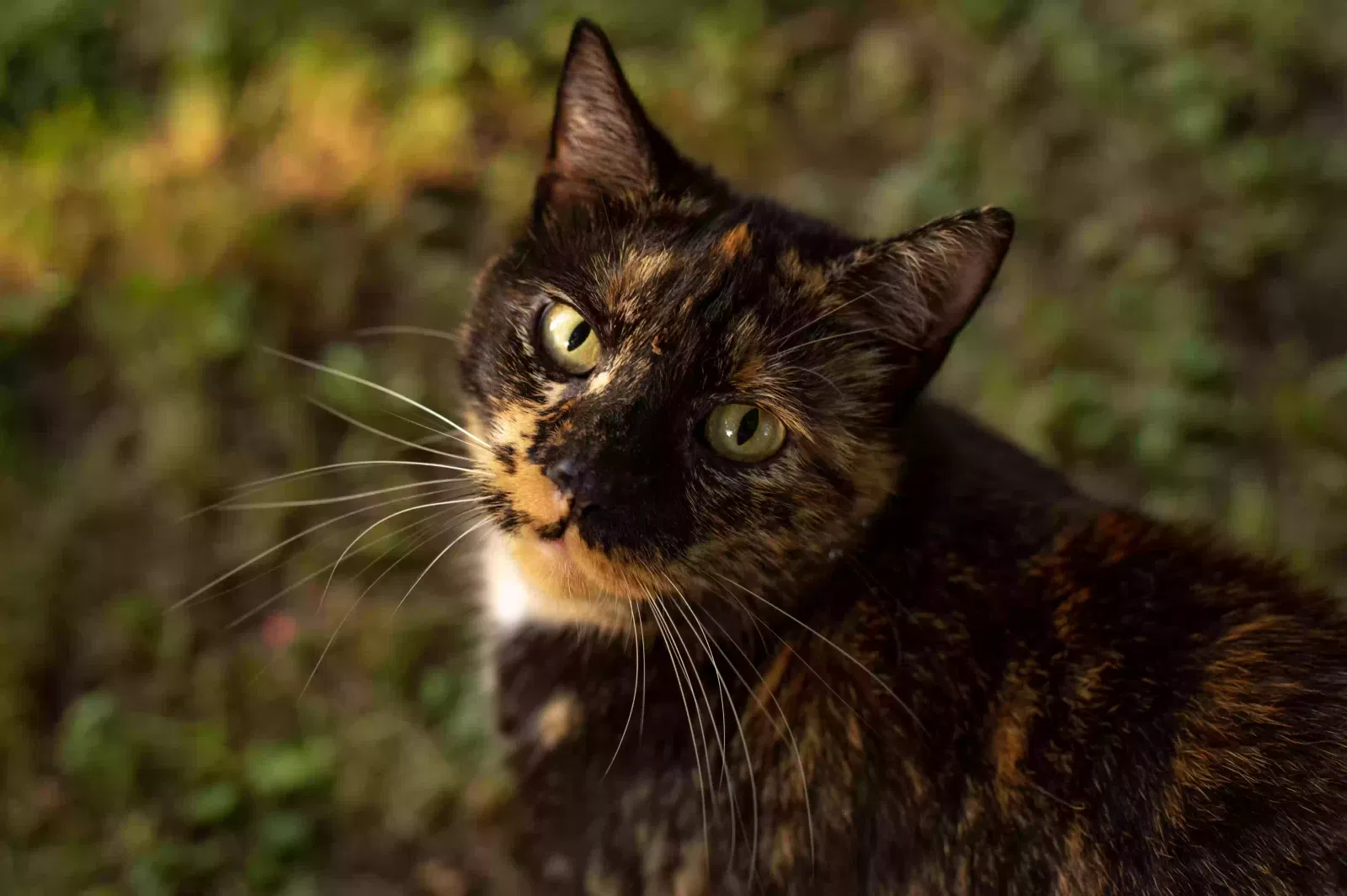 Lost cat in Highland Mills, NY, 10930