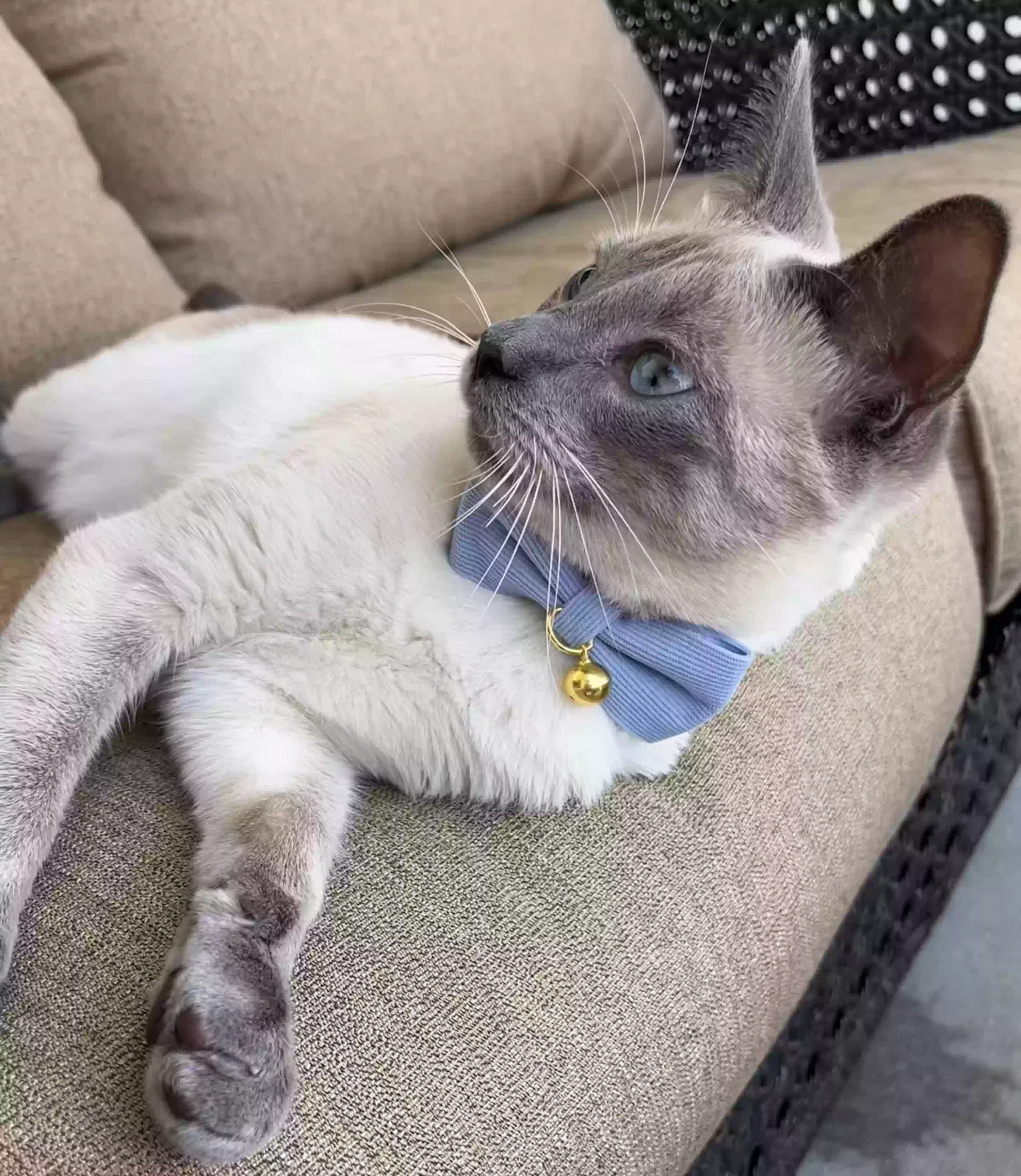 Lost cat in Milton, FL, 32571