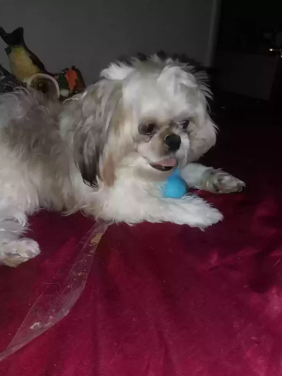 Lost dog in Villa Park, IL, 60181