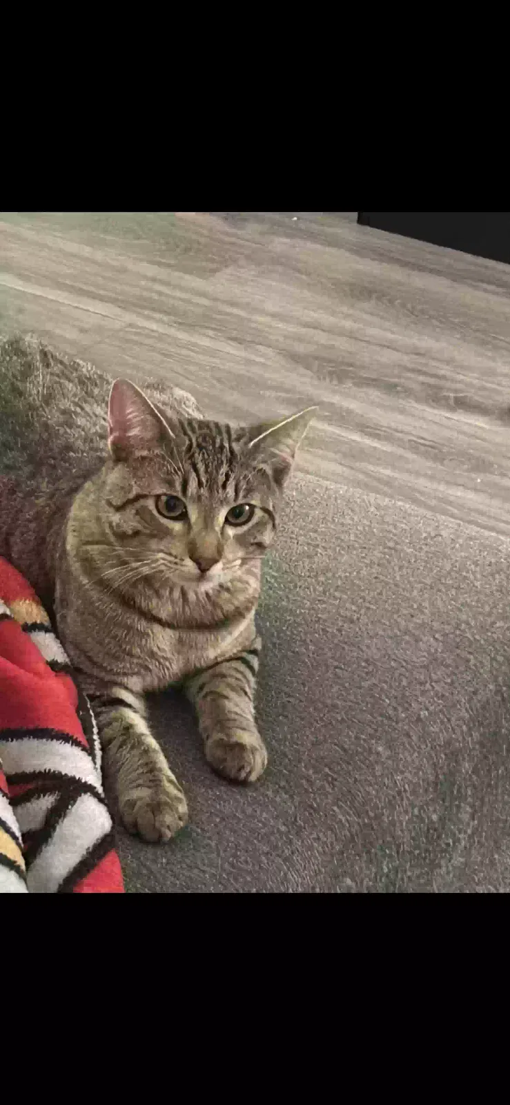 Lost cat in Fowler, CA, 93625