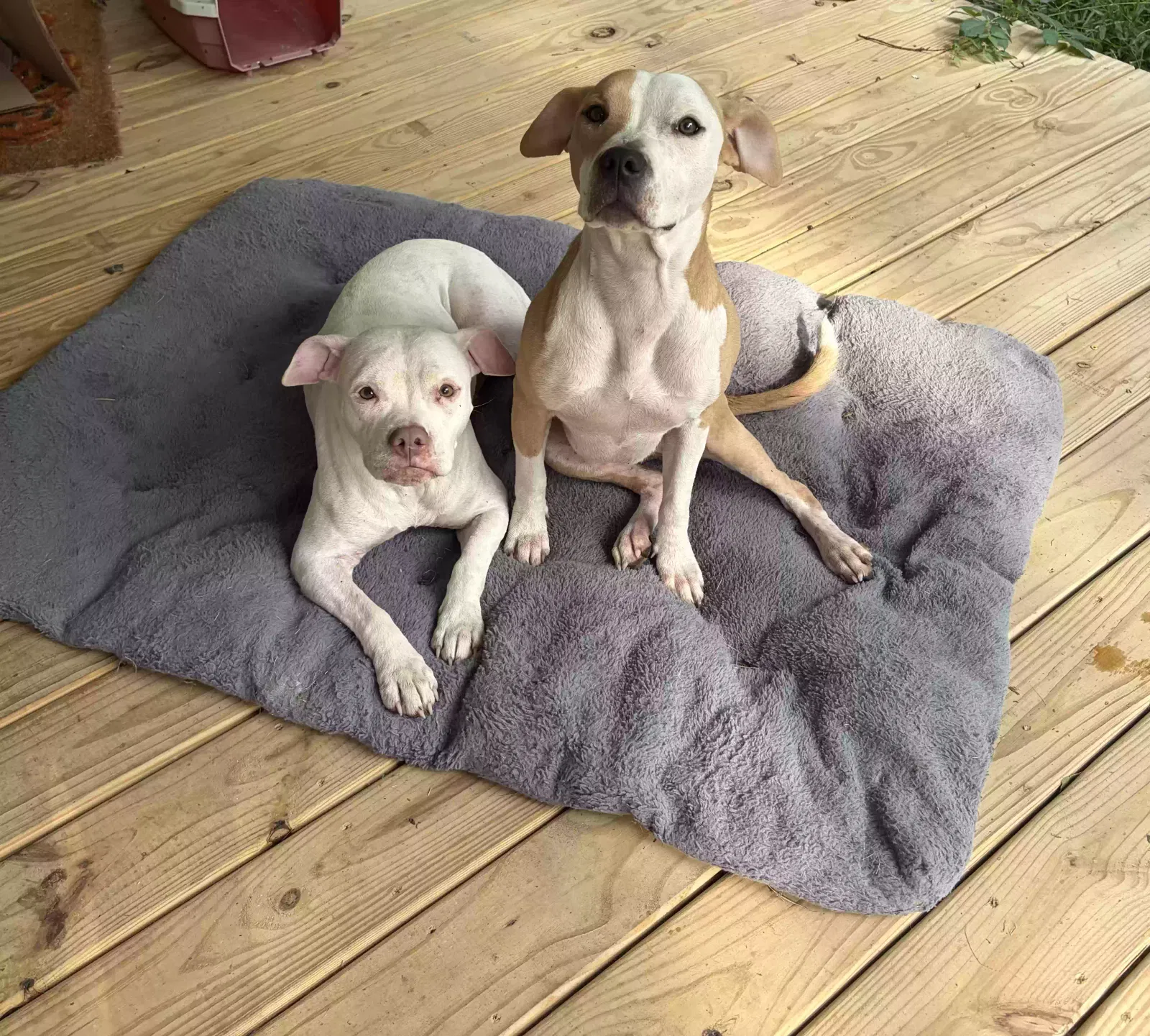 Found dog in Petersburg, IN, 47567