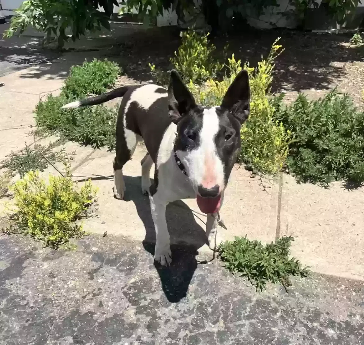 Lost dog in Englewood, CO, 80113
