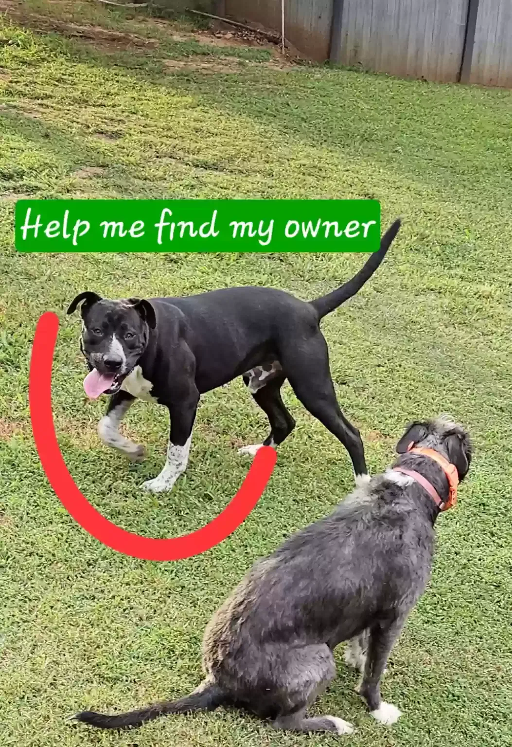 Found dog in Rock Island, TN, 38581