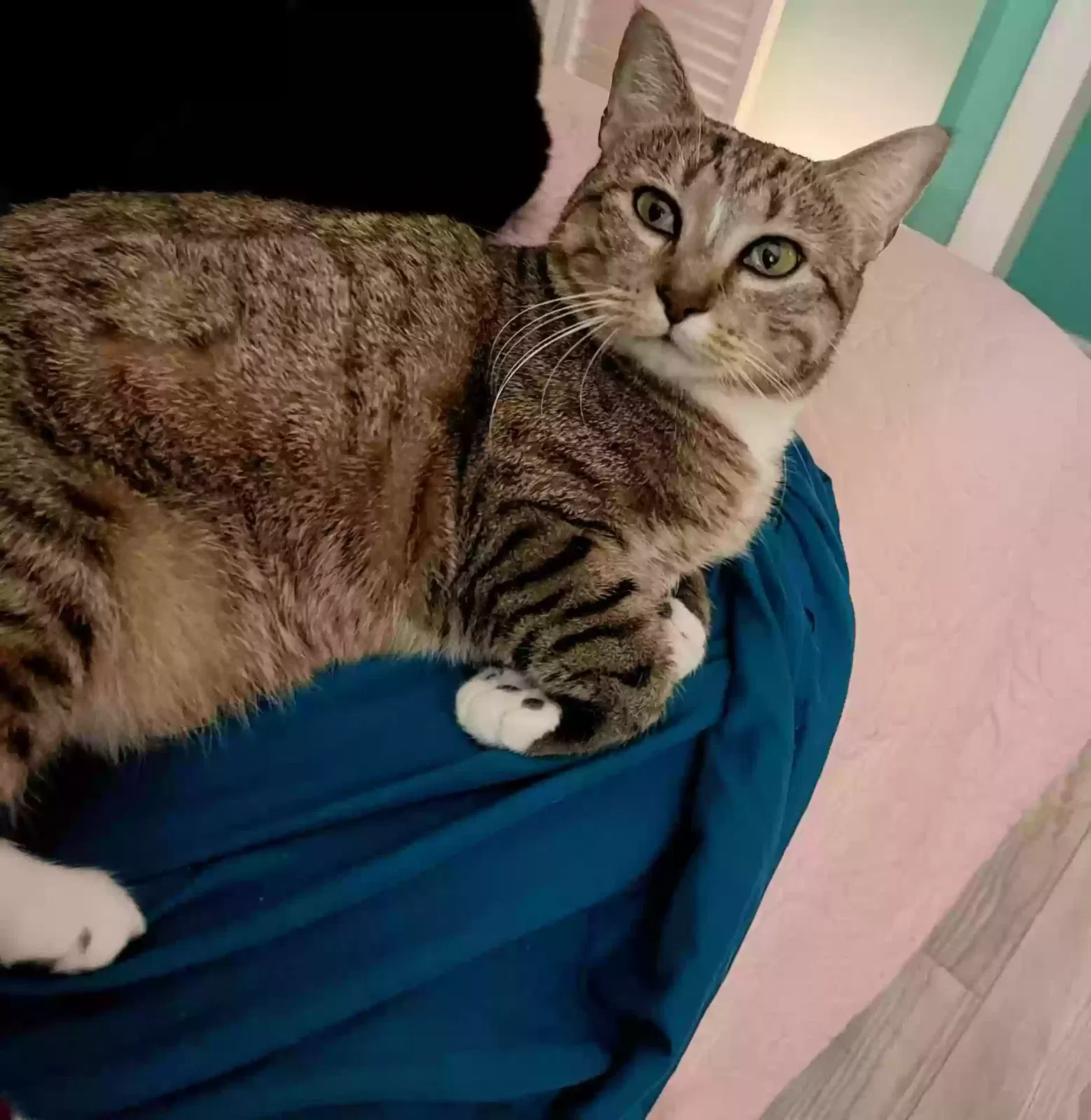 Lost cat in Georgetown, SC, 29440