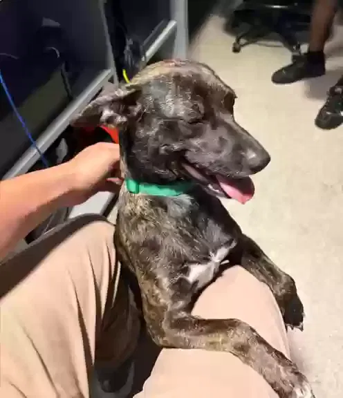 Found dog in Fort Worth, TX, 76102