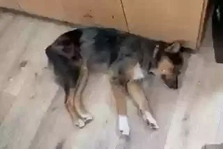 Found dog in Oklahoma City, OK, 73120