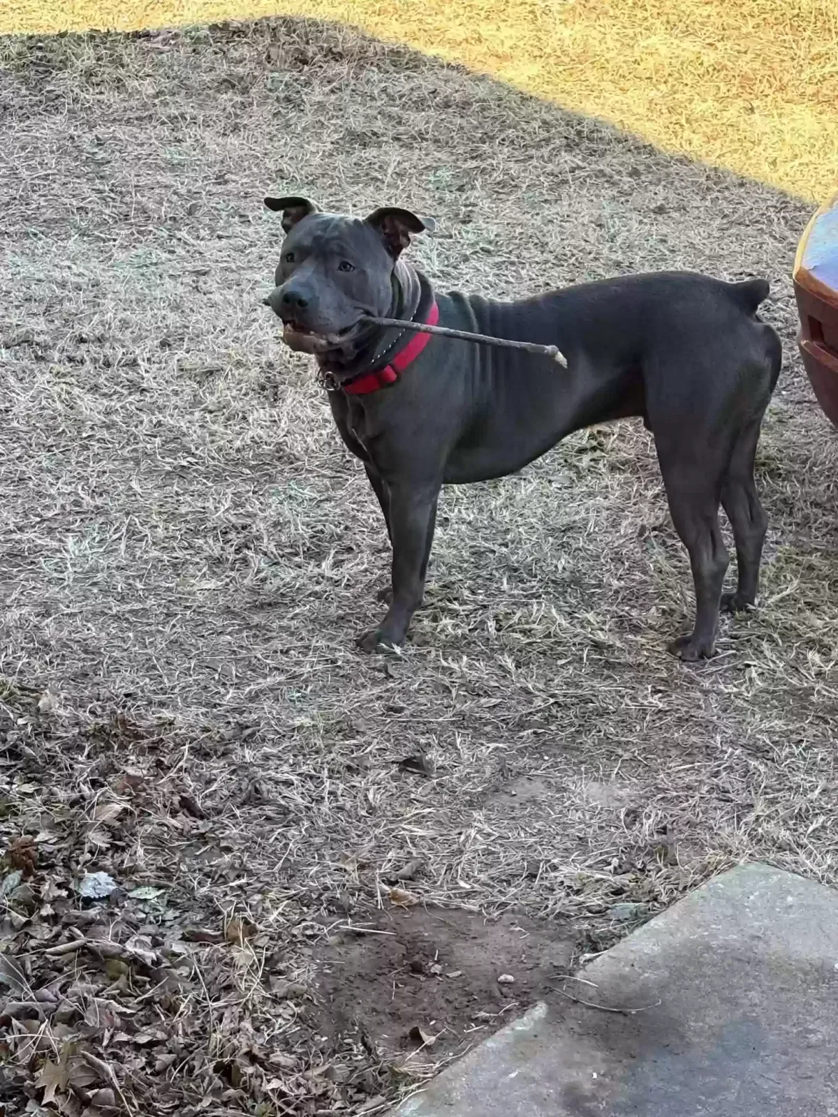 Lost dog in Arnett, OK, 73832