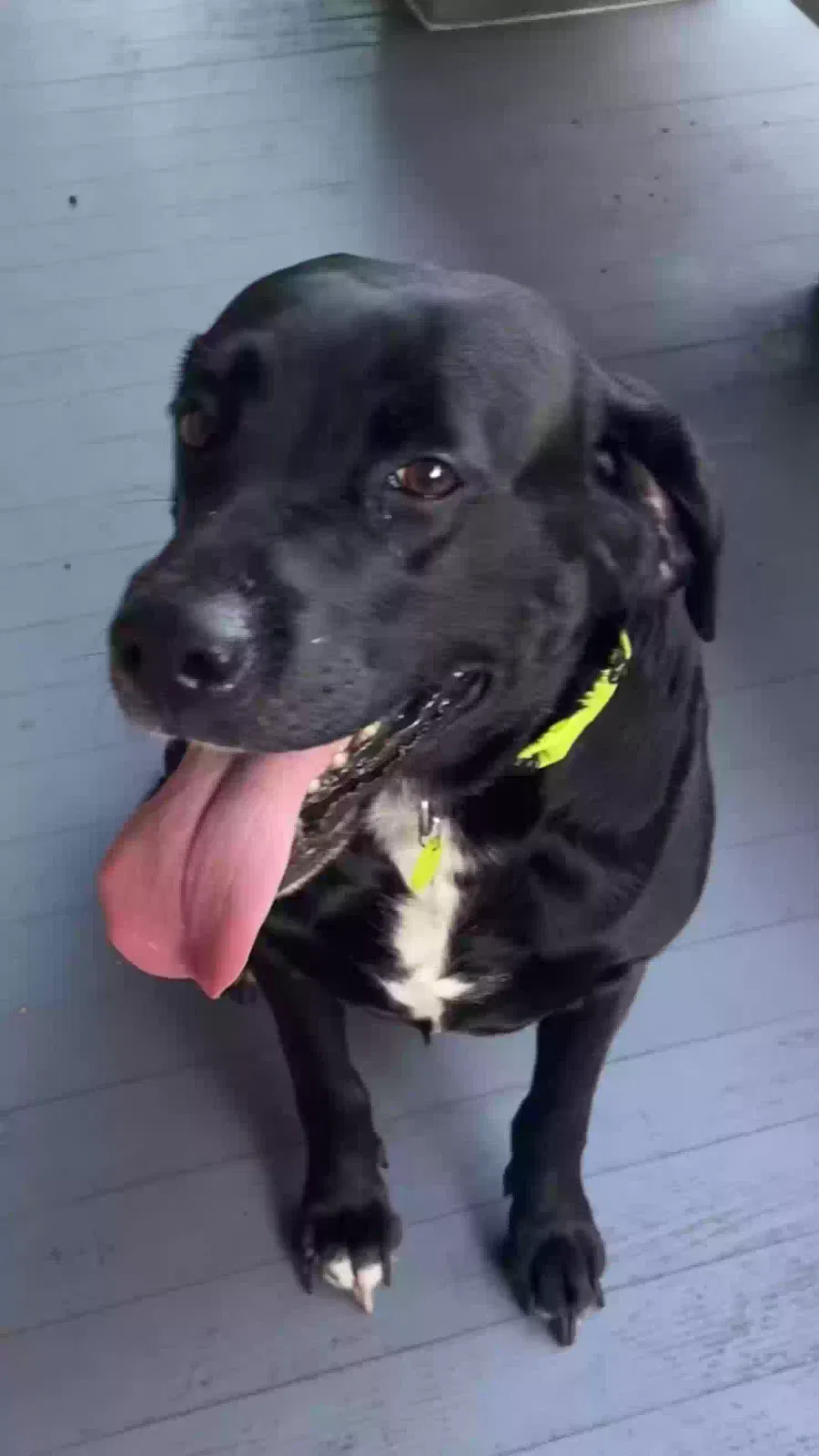 Found Dog