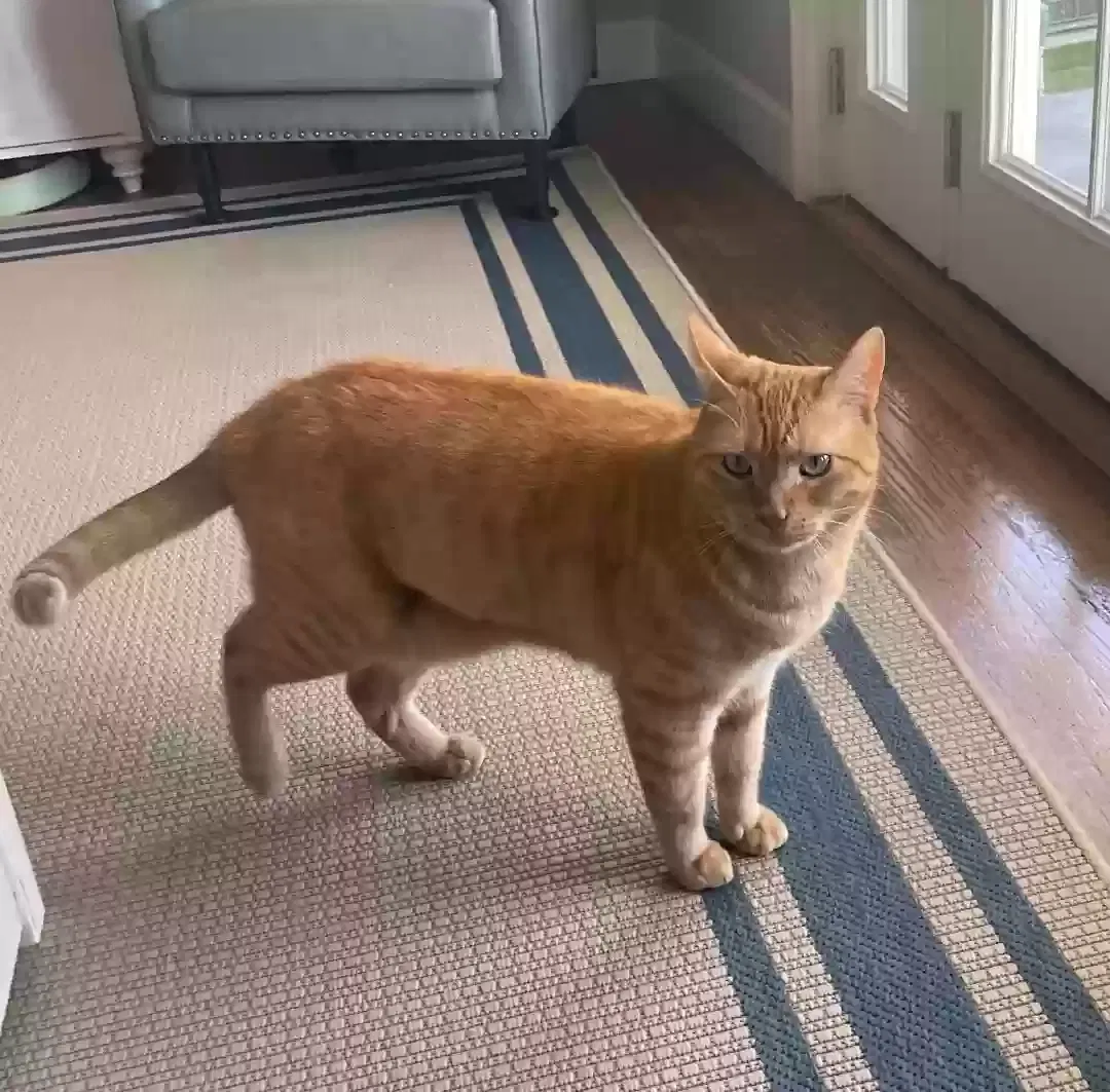 Lost cat in Lakewood, CA, 90713
