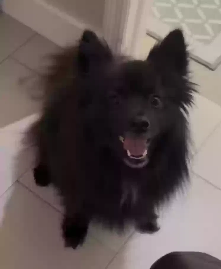 Found dog in Miami, FL, 33127
