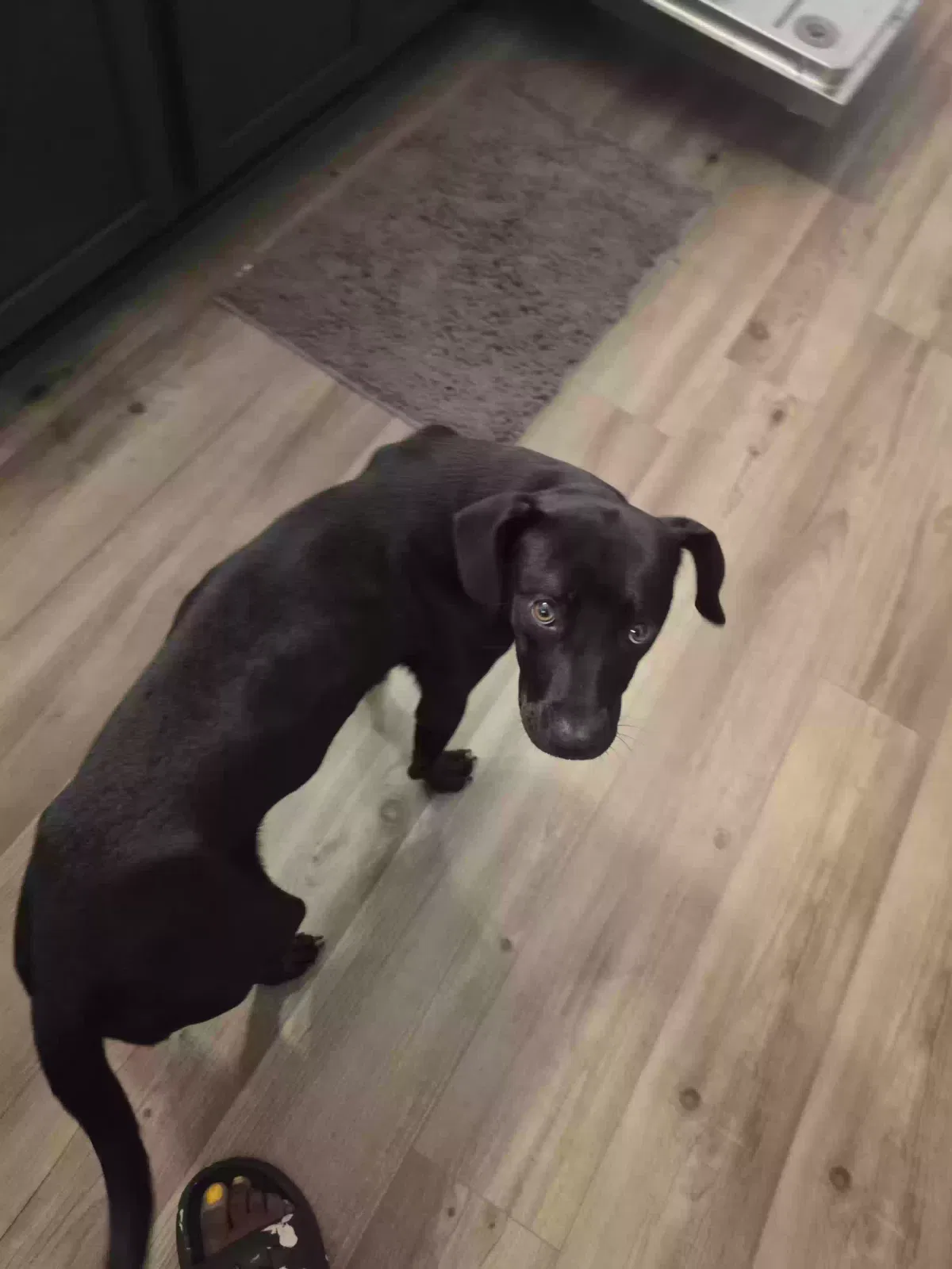 Found dog in Hinesville, GA, 31313