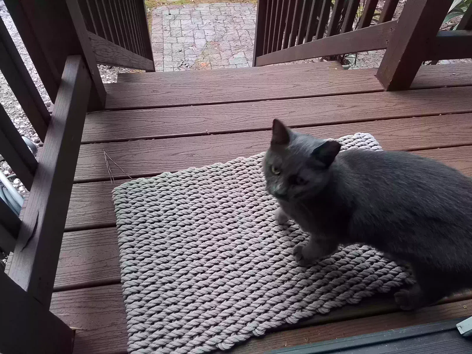 Found cat in Chester, VA, 23831