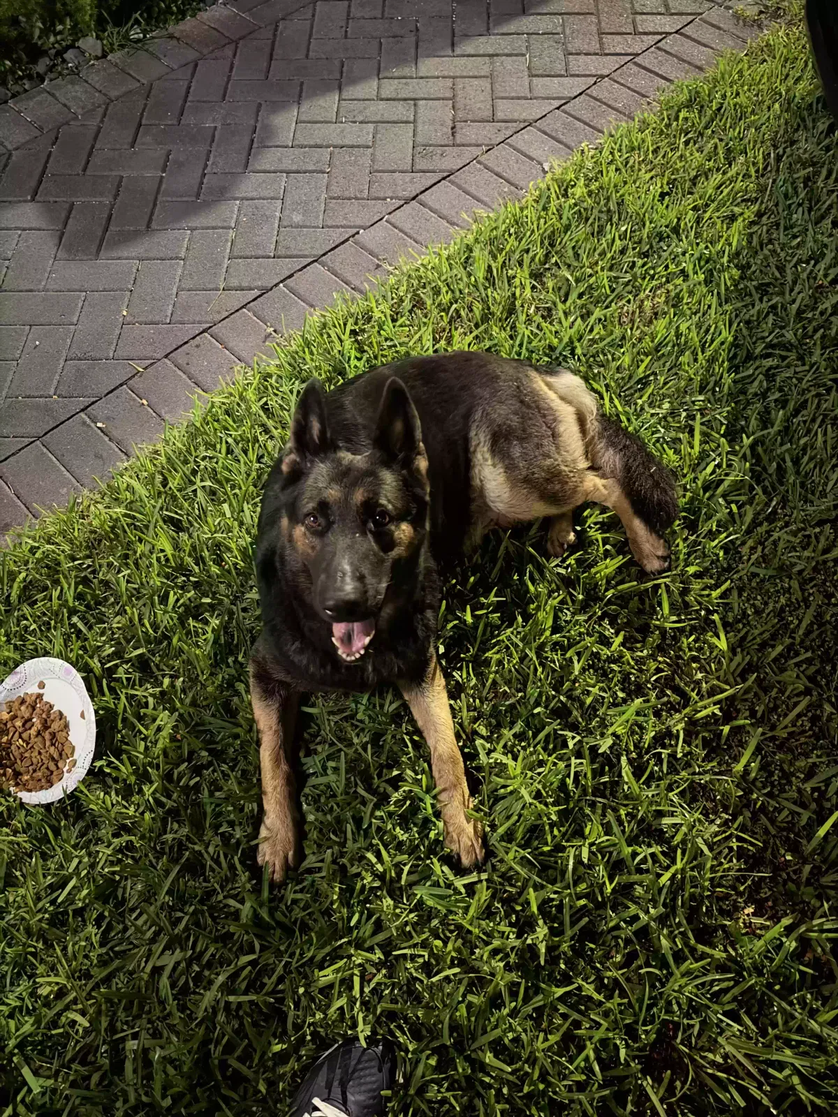 Found dog in Homestead, FL, 33033