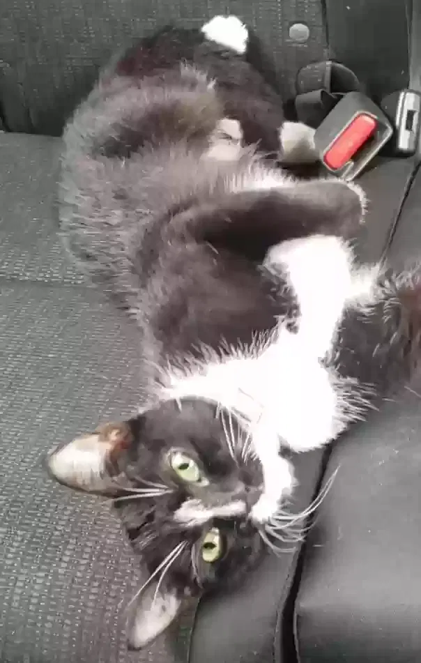 Found cat in Lancaster, PA, 17603
