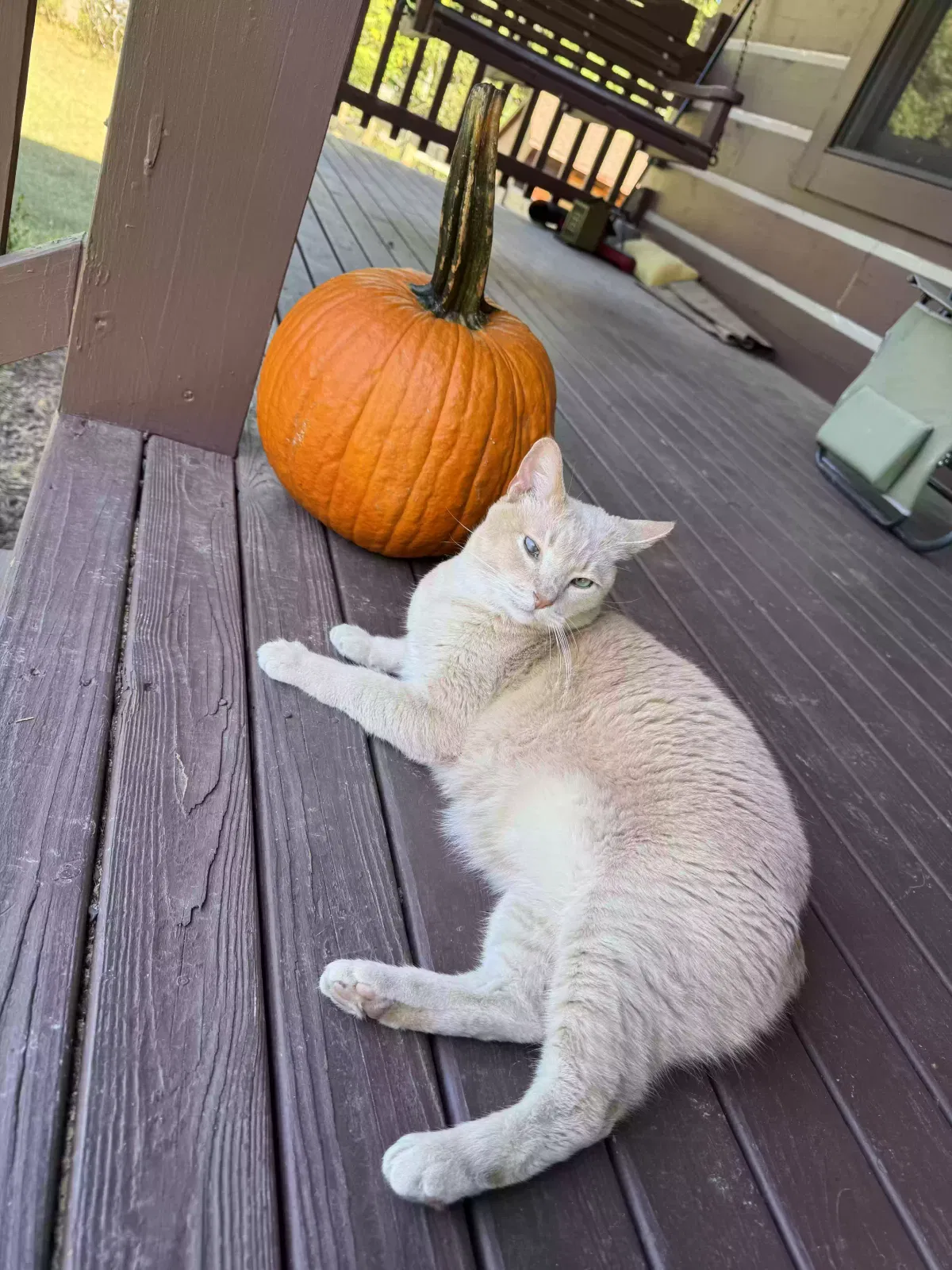 Lost cat in Winchester, VA, 22602
