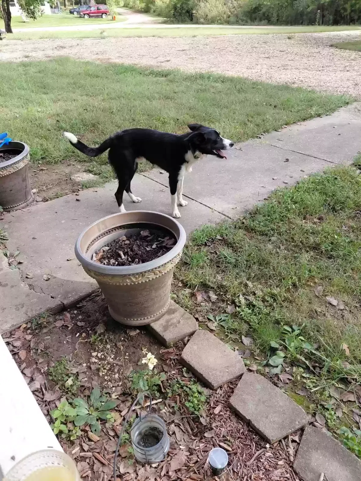 Found dog in Hermann, MO, 65041