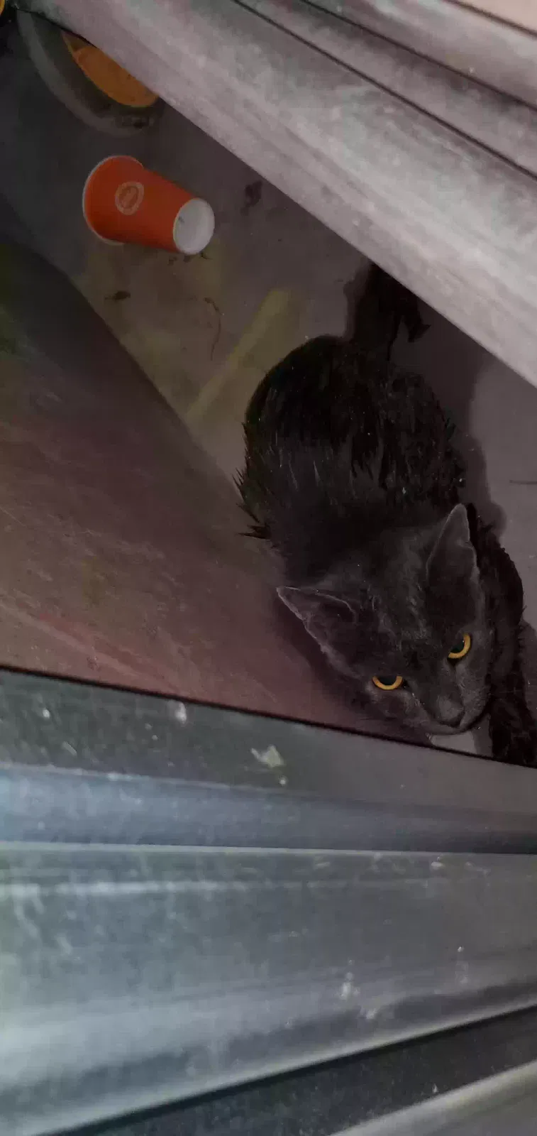 Found cat in Bayside, NY, 11360