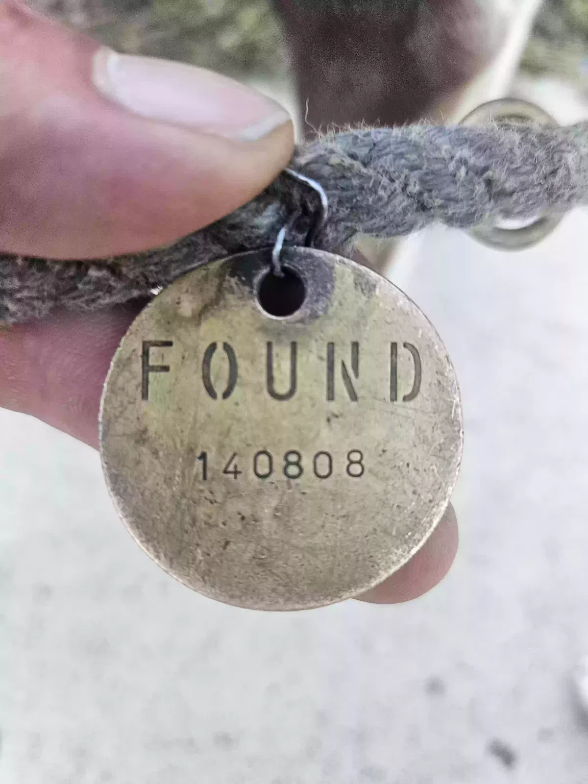 Found dog in San Diego, CA, 92117