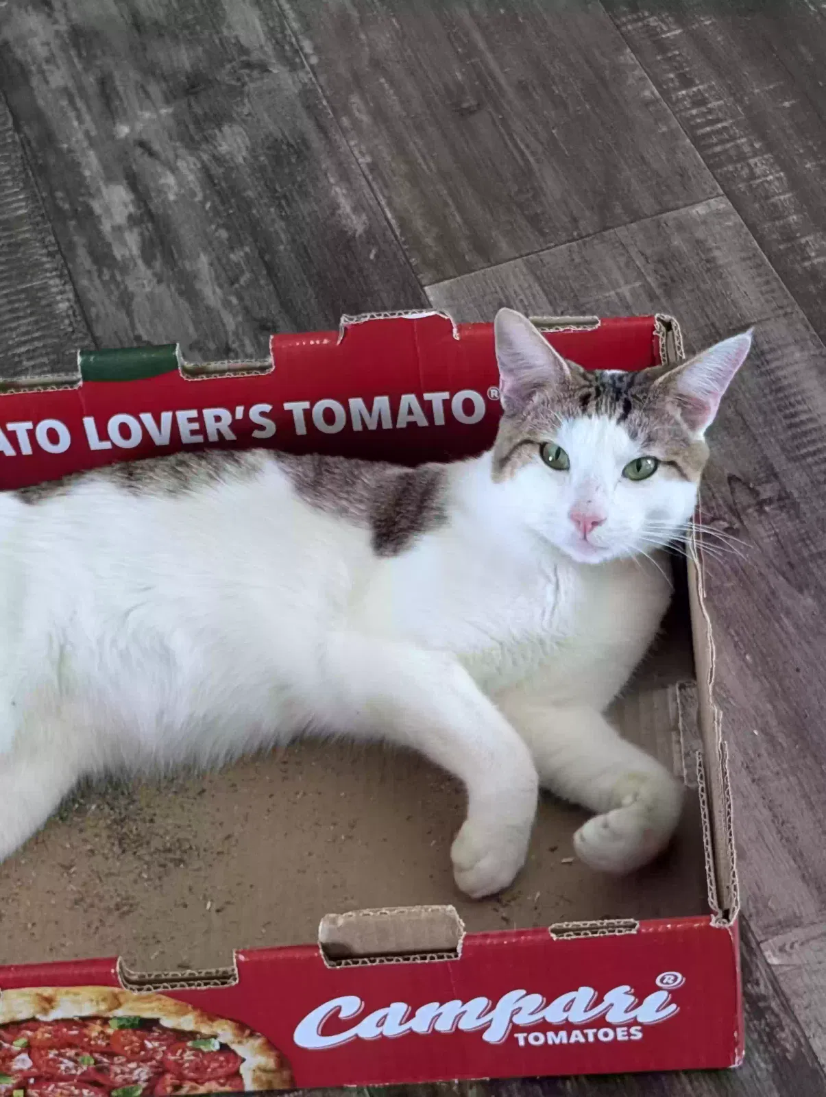Found cat in Crab Orchard, KY, 40419