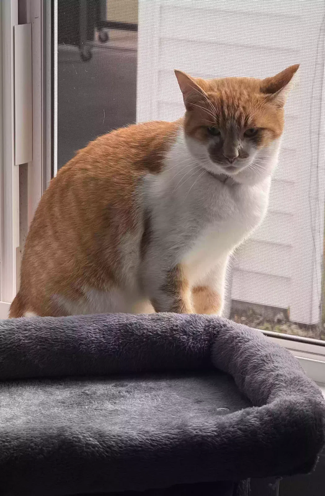 Found cat in Oregon, OH, 43616