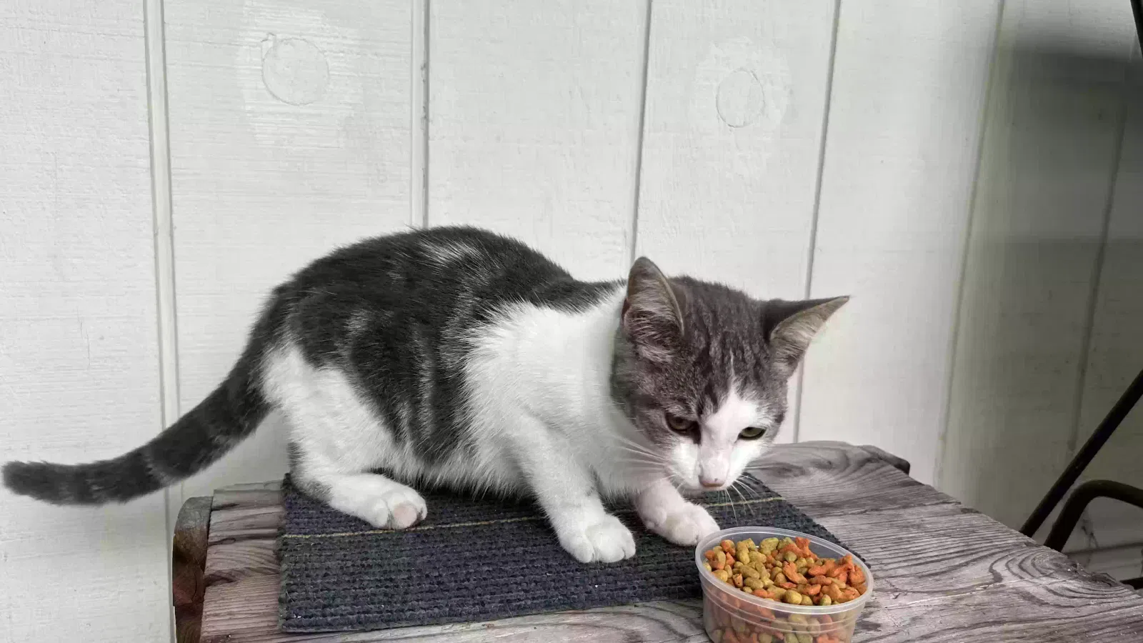 Found cat in Granville, OH, 43023