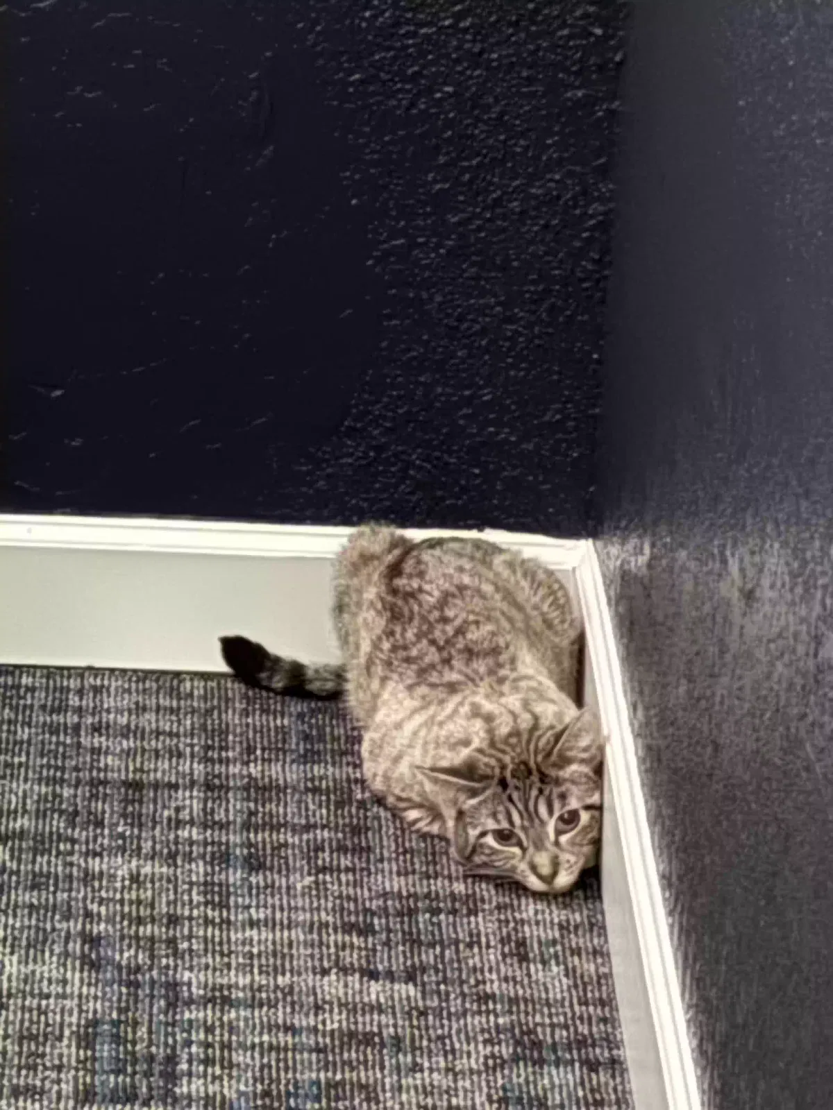 Found cat in Carol Stream, IL, 60188