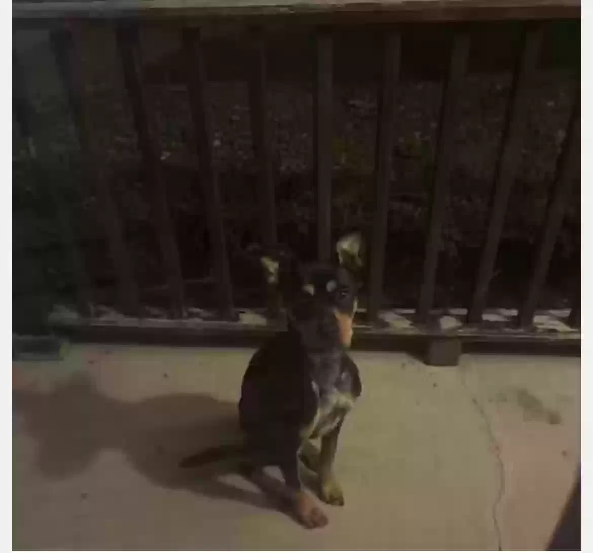 Found dog in Detroit, MI, 48223