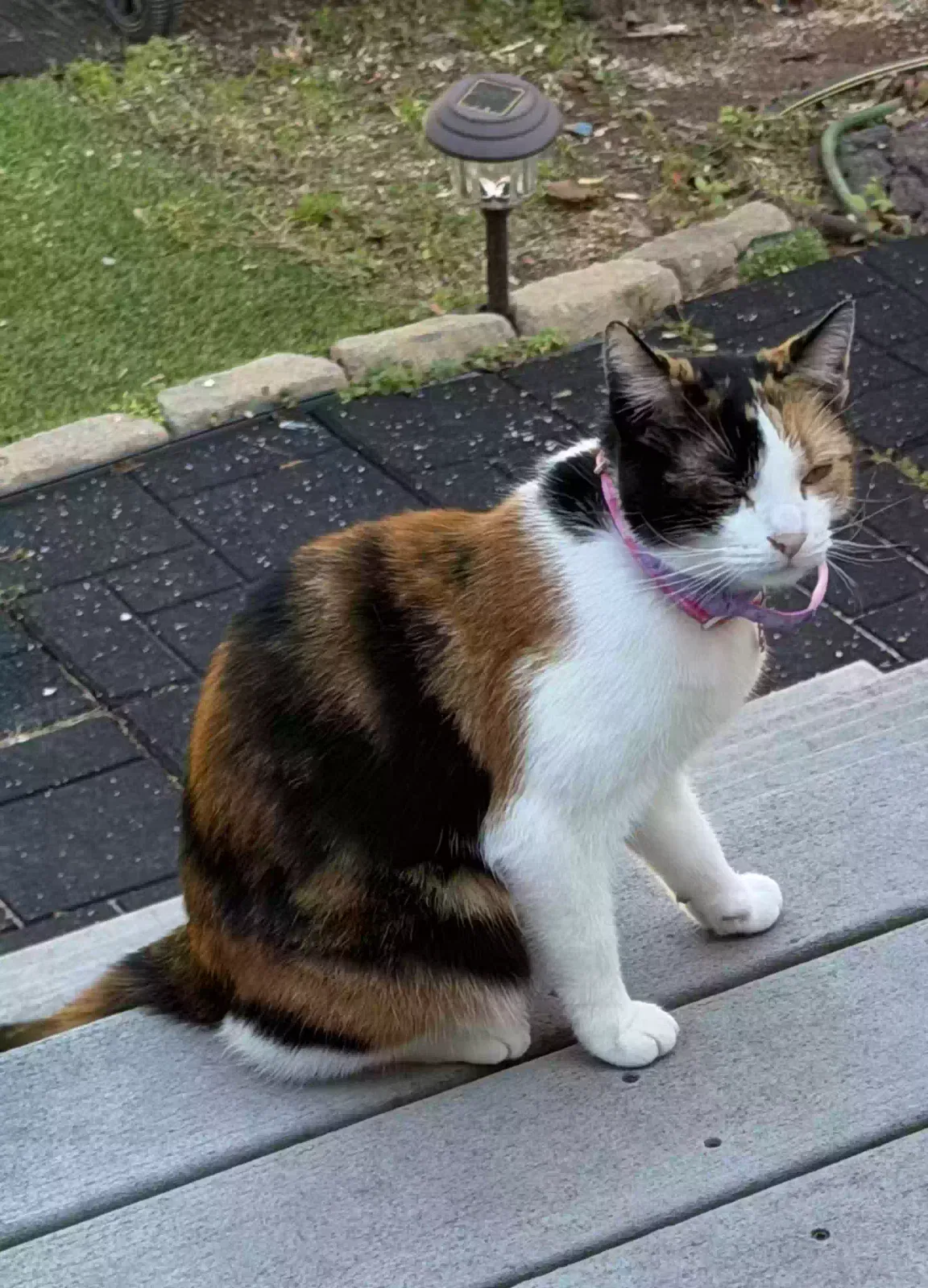Found cat in Newington, CT, 6111