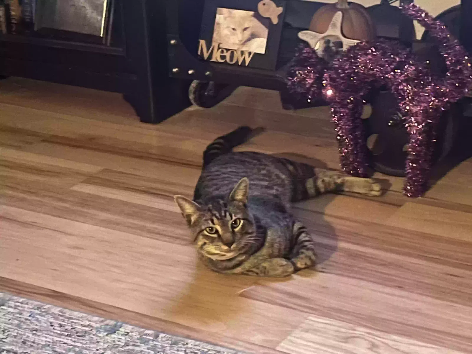 Found Cat