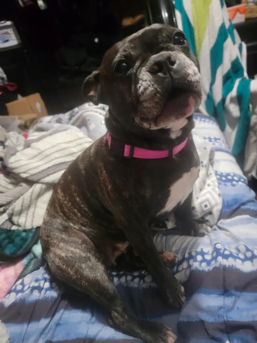 Lost dog in San Antonio, TX, 78249
