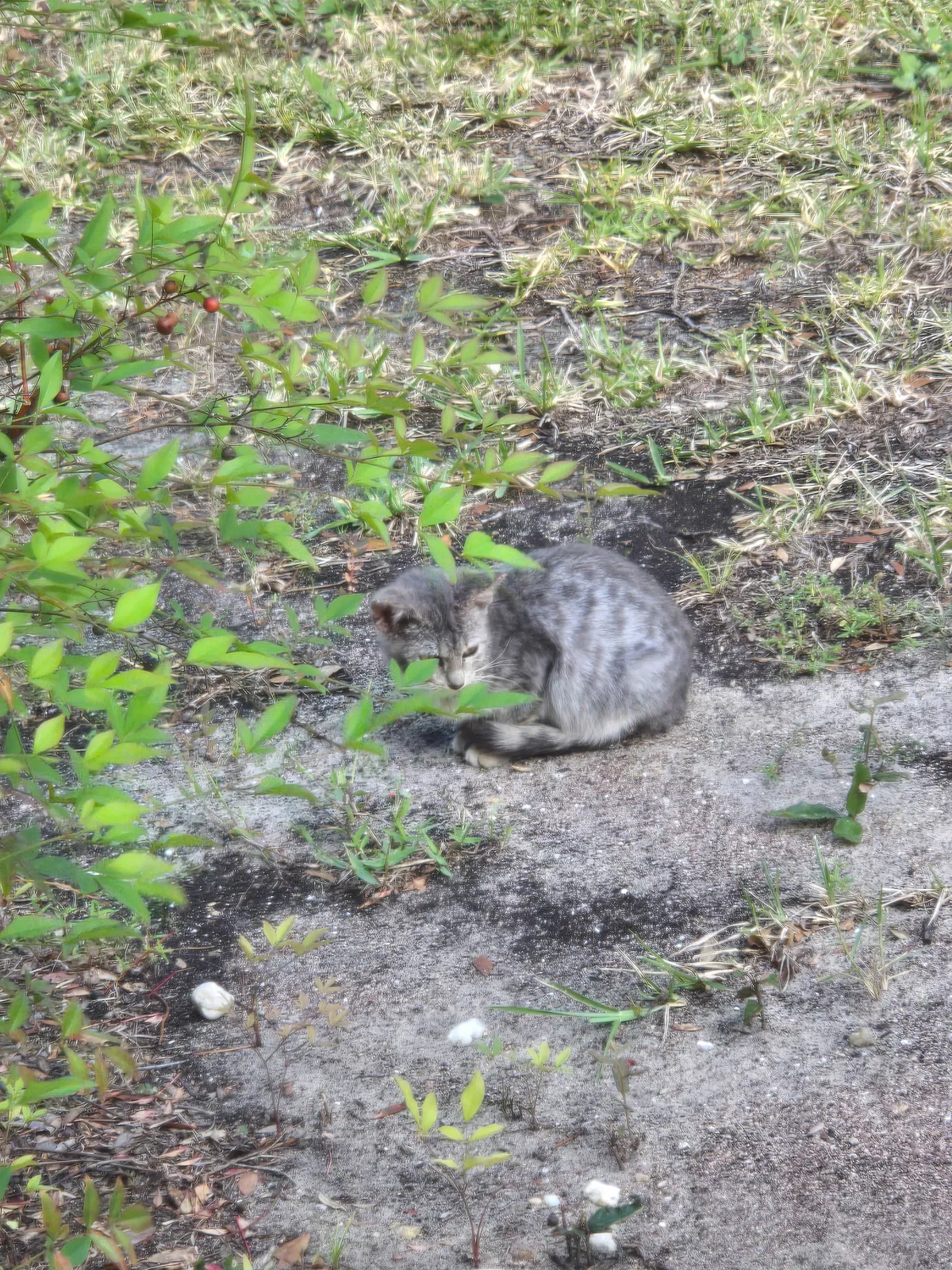Found cat in Spring Hill, FL, 34609