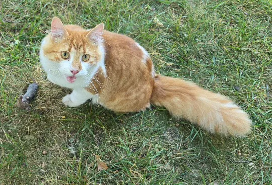Lost cat in Waterford, MI, 48327