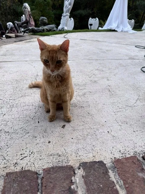 Found cat in Suwanee, GA, 30024