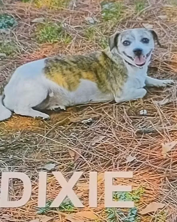 Lost dog in Gatesville, TX, 76528