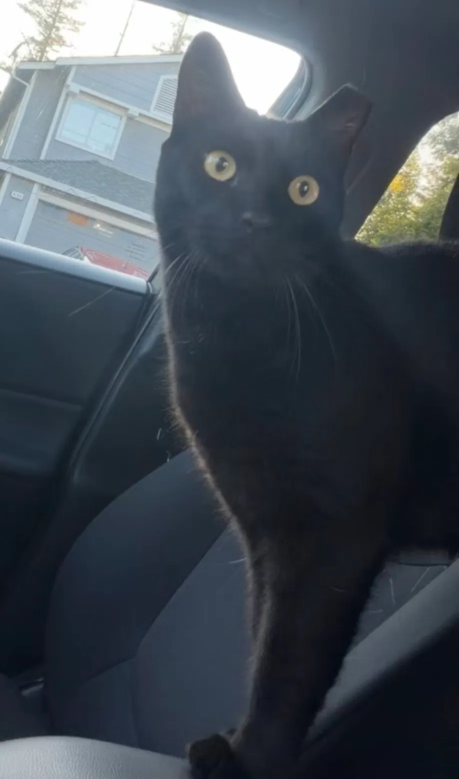 Lost cat in Olivehurst, CA, 95961