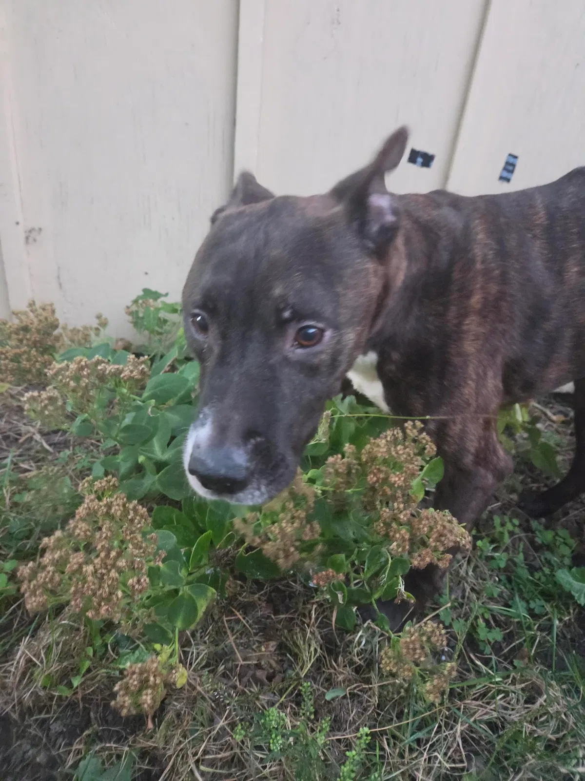 Found dog in Indianapolis, IN, 46201