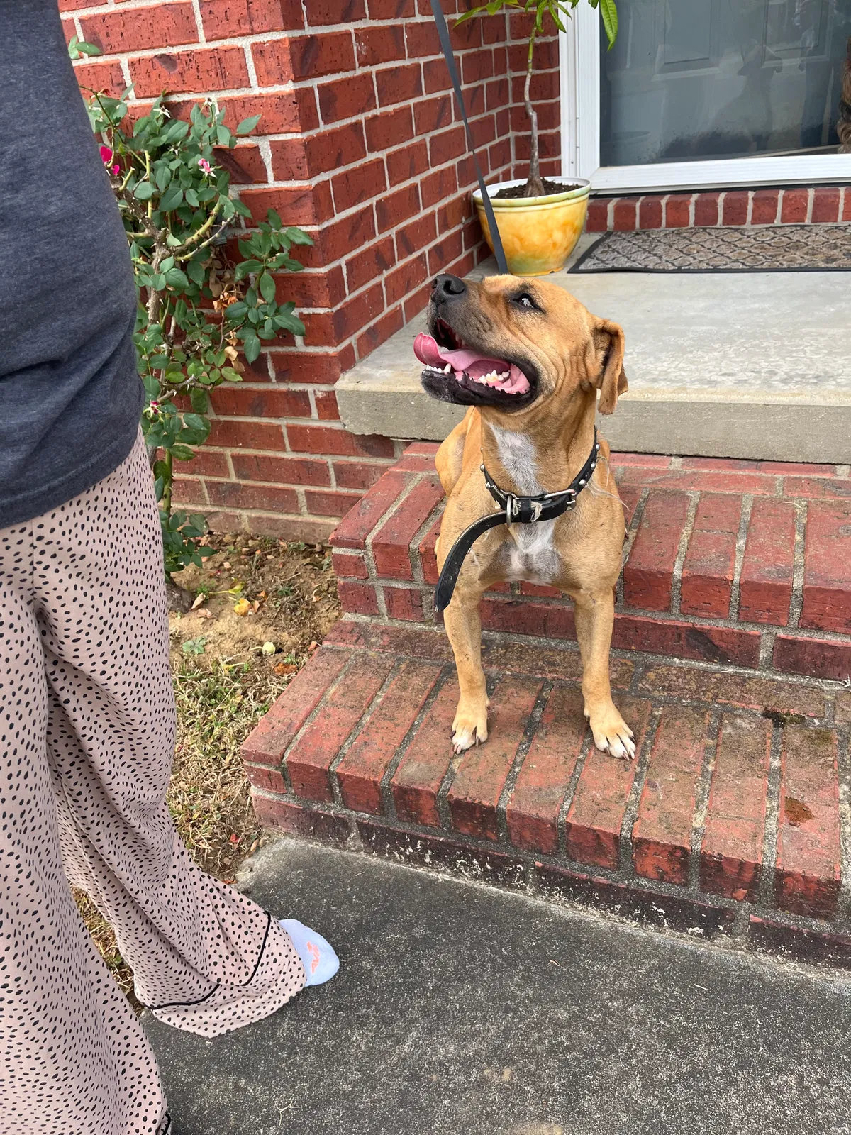 Found dog in Searcy, AR, 72143