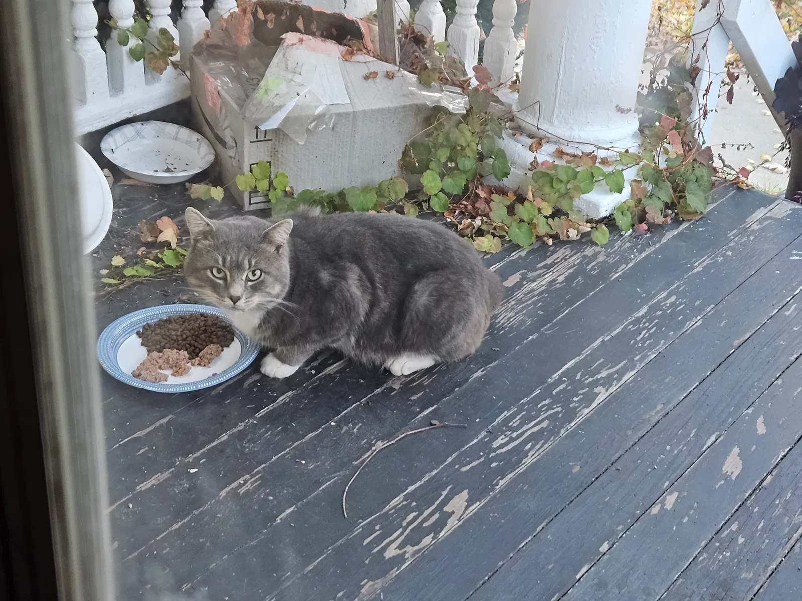 Found cat in Racine, WI, 53403