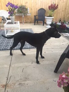 Found dog in Columbus, OH, 43229