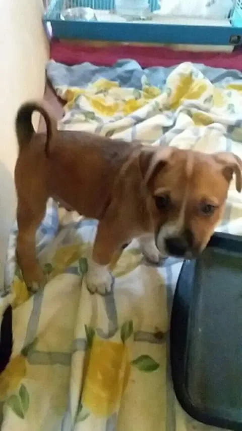Found dog in Eunice, LA, 70535